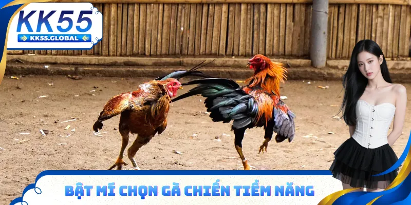 Mẹo giúp bạn nhìn ra chiến kê dễ thắng